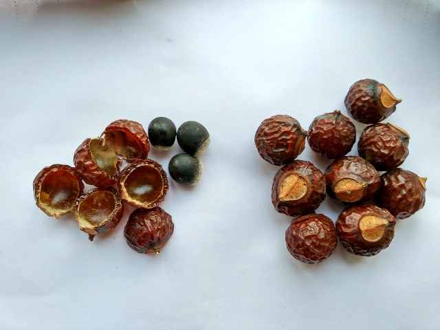 quabohon Quả bồ hòn