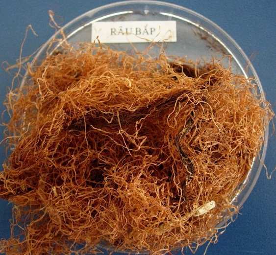 Râu ngô, công dụng râu ngô, địa chỉ bán râu ngô