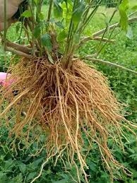 Rễ cây bạch hạc | Cây kiến cò | Cây lác | Nam uy linh tiên