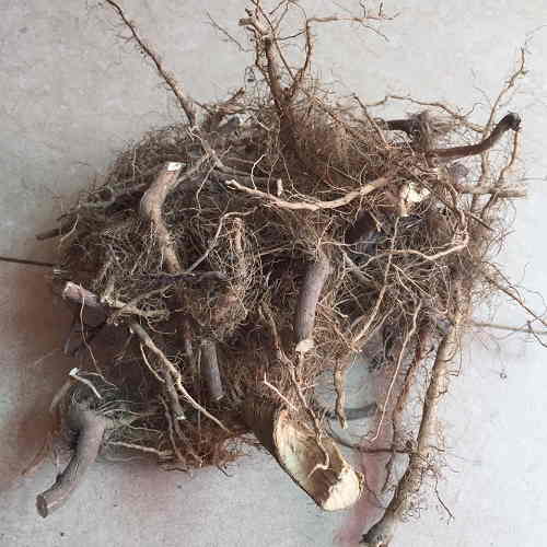 re-cay-bo-cong-anh-1