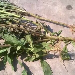 Rễ cây bồ công anh