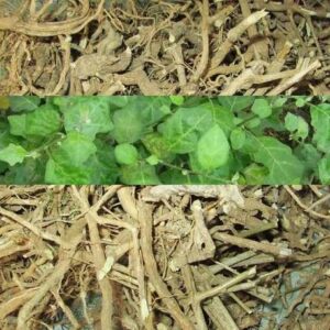 Cây cà gai leo | Viên cà gai leo | Rễ cà gai leo | Trà cà gai leo | Cao cà gai leo