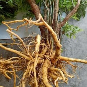 Cây đinh lăng | Rễ đinh lăng khô | Lá đinh lăng khô | Củ đinh lăng