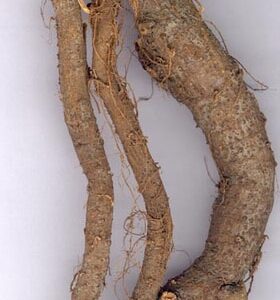 Củ gai khô | Rễ cây gai | Trữ ma căn | Cây củ gai