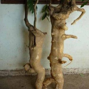 Rễ cây mật nhân | Viên mật nhân | Cây bá bệnh | Rễ mật nhân