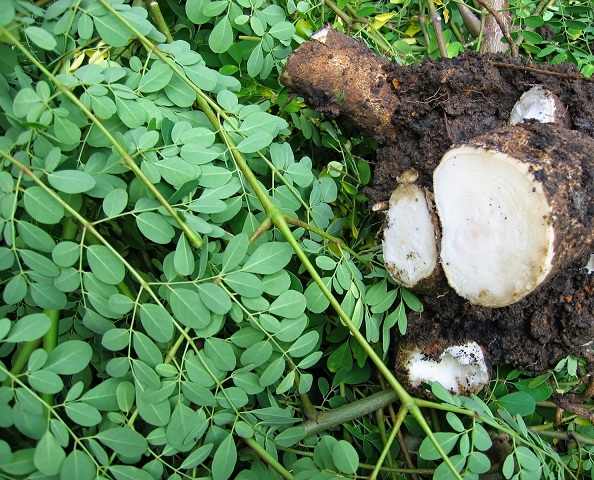 Rễ chùm ngây, công dụng rễ chùm ngây, địa chỉ bán rễ chùm ngây