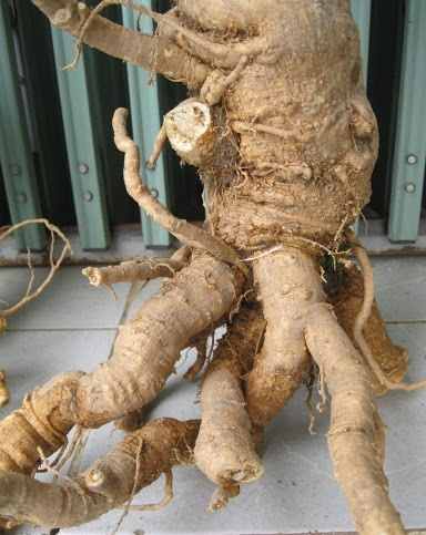 rễ đinh lăng 30 kg