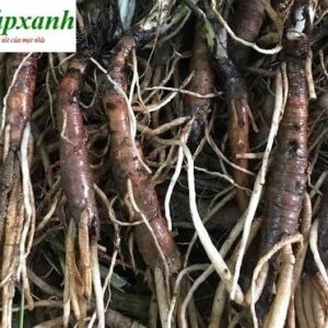 Sâm cau | Tiên mao | Sâm cau đen