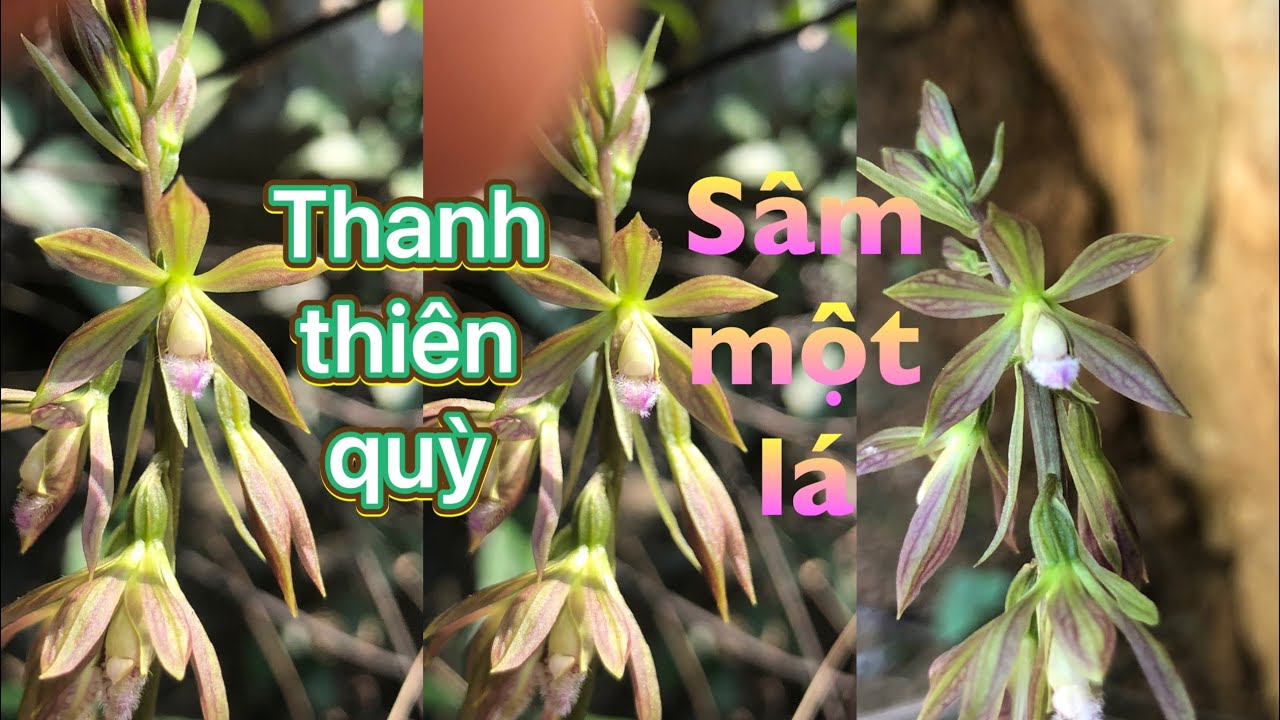 sâm một lá