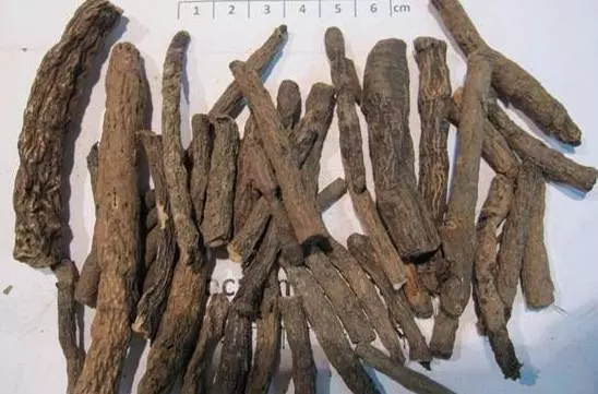 Sâm cau, công dụng cây sâm cau, địa chỉ bán sâm cau