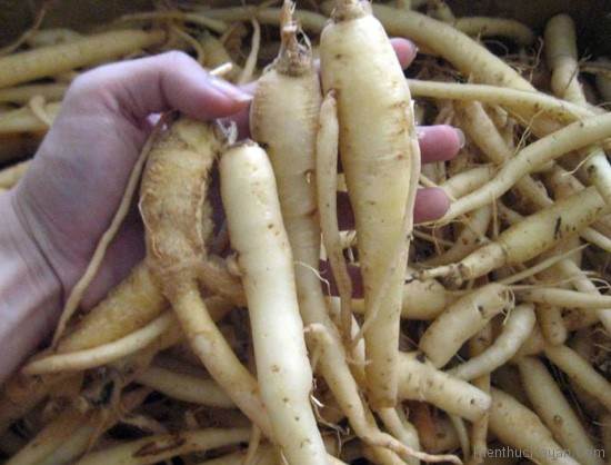 samdayngoclinh Sâm dây kon tum