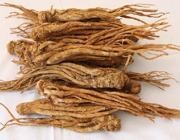 Sâm quy đá, công dụng sâm quy đá, địa chỉ bán sâm quy đá