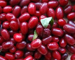 Sơn thù du | Thù nhục | Táo bì