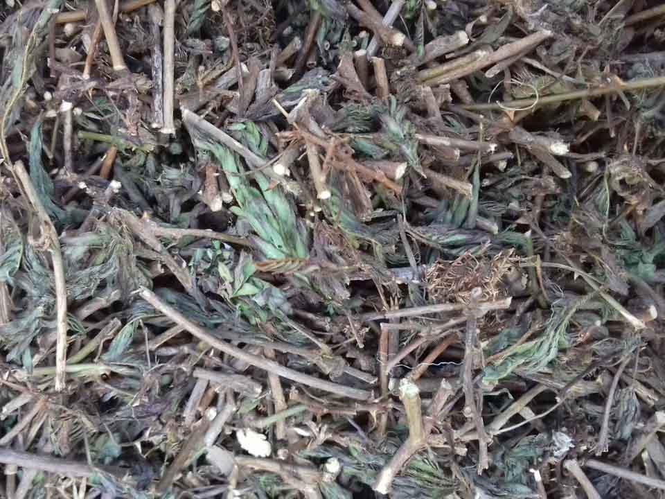 Cây xấu hổ | Cây cỏ ngươi | Cây mắc cỡ | Cây trinh nữ | Địa chỉ bán cây xấu hổ