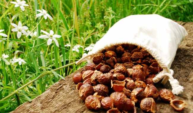 tacdungquabohon Quả bồ hòn làm sà bông