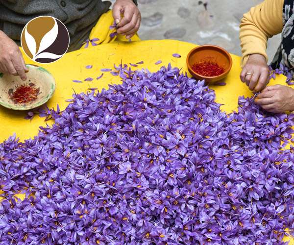 tach_nhuy_hoa_nghe_tay