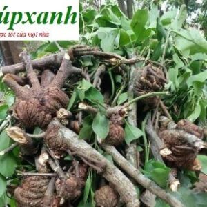 Cây tầm gửi | Chùm gửi, Tầm gửi cây gao, Tầm gửi dâu, Các loại tầm gửi