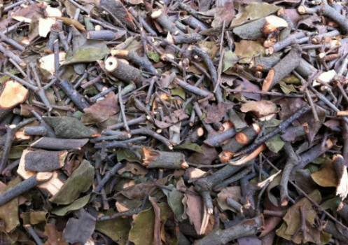 Tầm gửi cây gao, công dụng tầm gửi gao, địa chỉ bán tầm gửi cây gạo