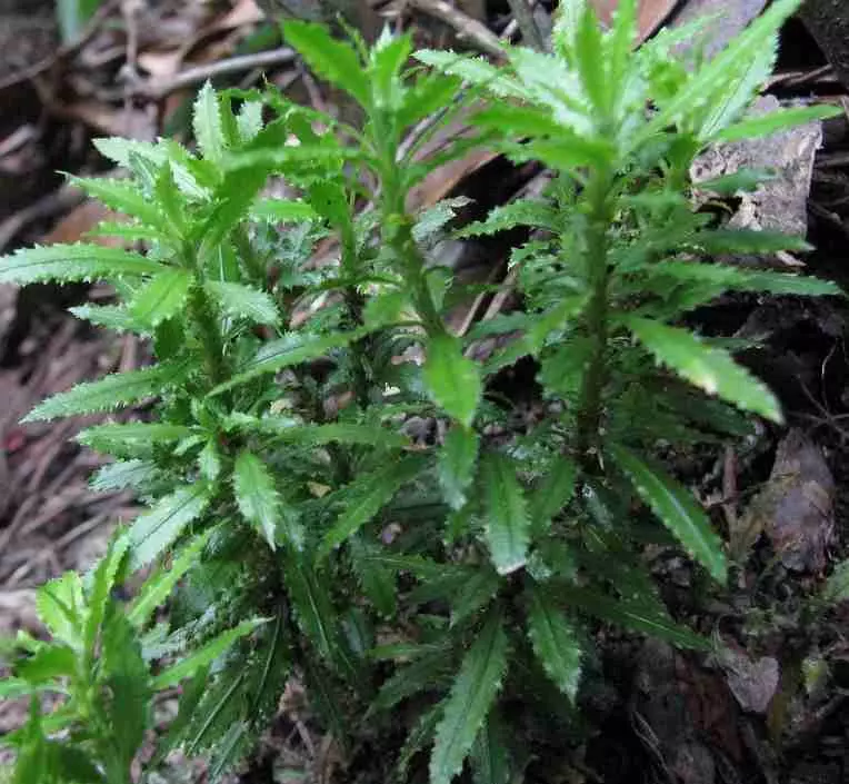 thach_tung_rang_cua Thạch tùng răng cưa