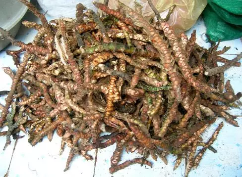 Thạch xương bồ, công dụng cây thạch xương bồ, địa chỉ bán thạch xương bồ