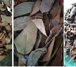 Cây bình bát | Quả bình bát khô | Lá bình bát | Thân cây bình bát