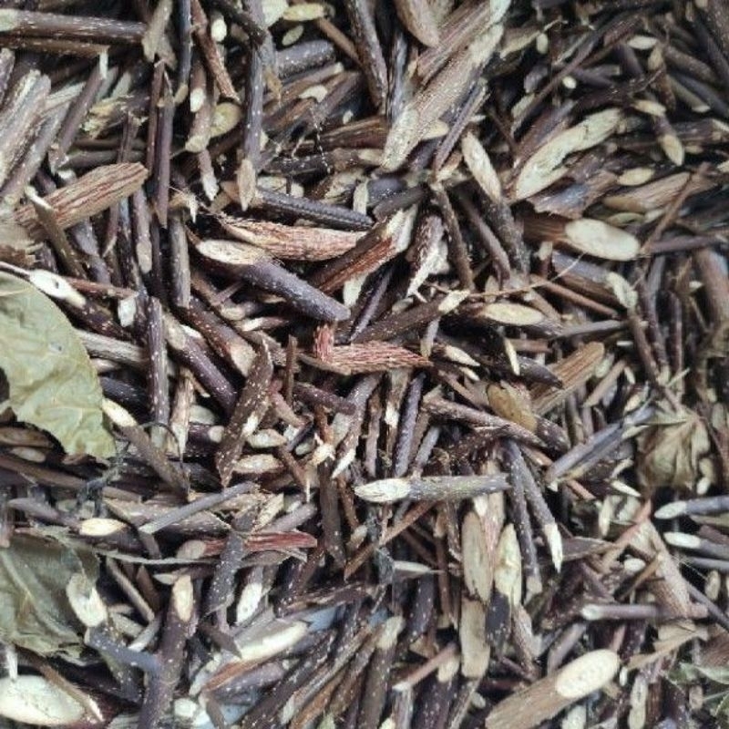 than-la-cay-vong-cach-bupxanh Cây vọng cách | Địa chỉ bán vọng cách khô | Bọng cách | Lá cách