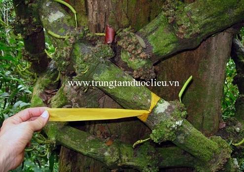 Thân dây gắm dùng chữa bệnh gút và nấu cao gắm