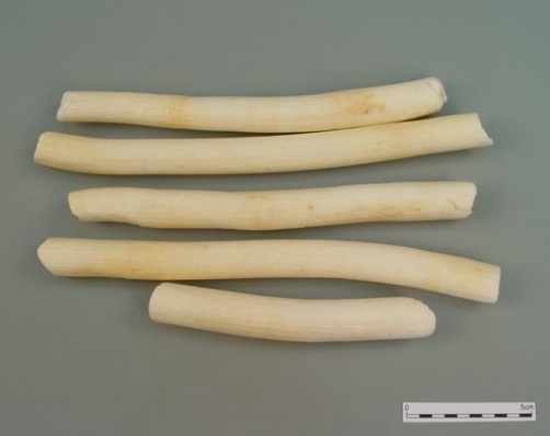 Cây thông thảo | địa chỉ bán thông thảo lợi sữa