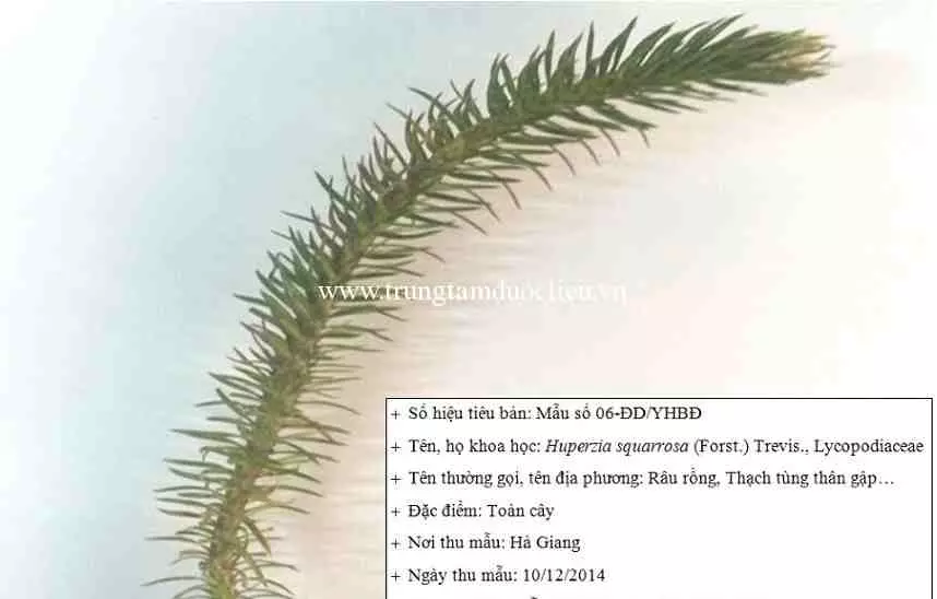 thongdat thông đất