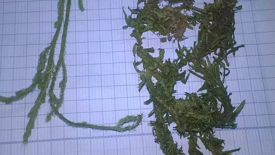 thông đất và cây thông dùi