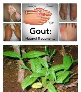 cây tơm trơn chữa bệnh gút