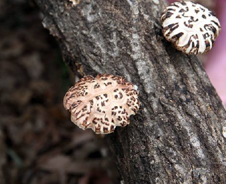 trồng nấm đông cô