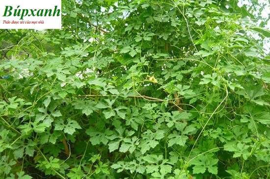 Cây khô qua rừng | địa chỉ bán trà khổ qua rừng | cây mướp đắng rừng