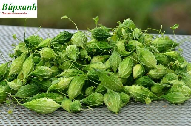 Dây khô qua rừng | địa chỉ bán trà khổ qua rừng | cây mướp đắng rừng