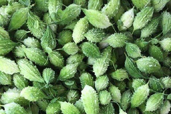 khô qua rừng | địa chỉ bán trà khổ qua rừng | cây mướp đắng rừng