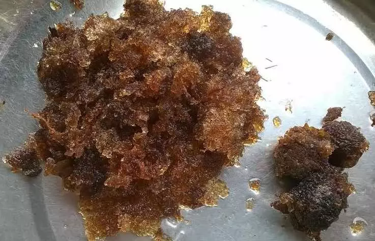 Hạt đười ươi chữa sỏi thận