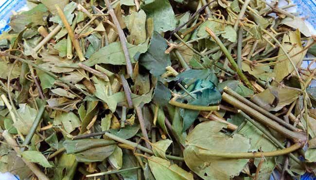 Trà Vằng - Cây Chè Vằng sử dụng làm lợi sữa, địa chỉ bán chè vằng