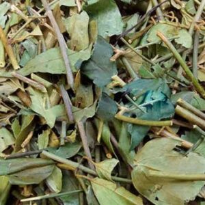 Trà Vằng - Cây Chè Vằng