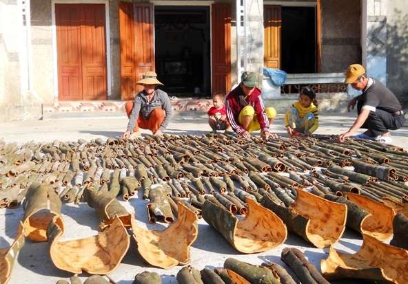 vỏ quế tươi phơi khô