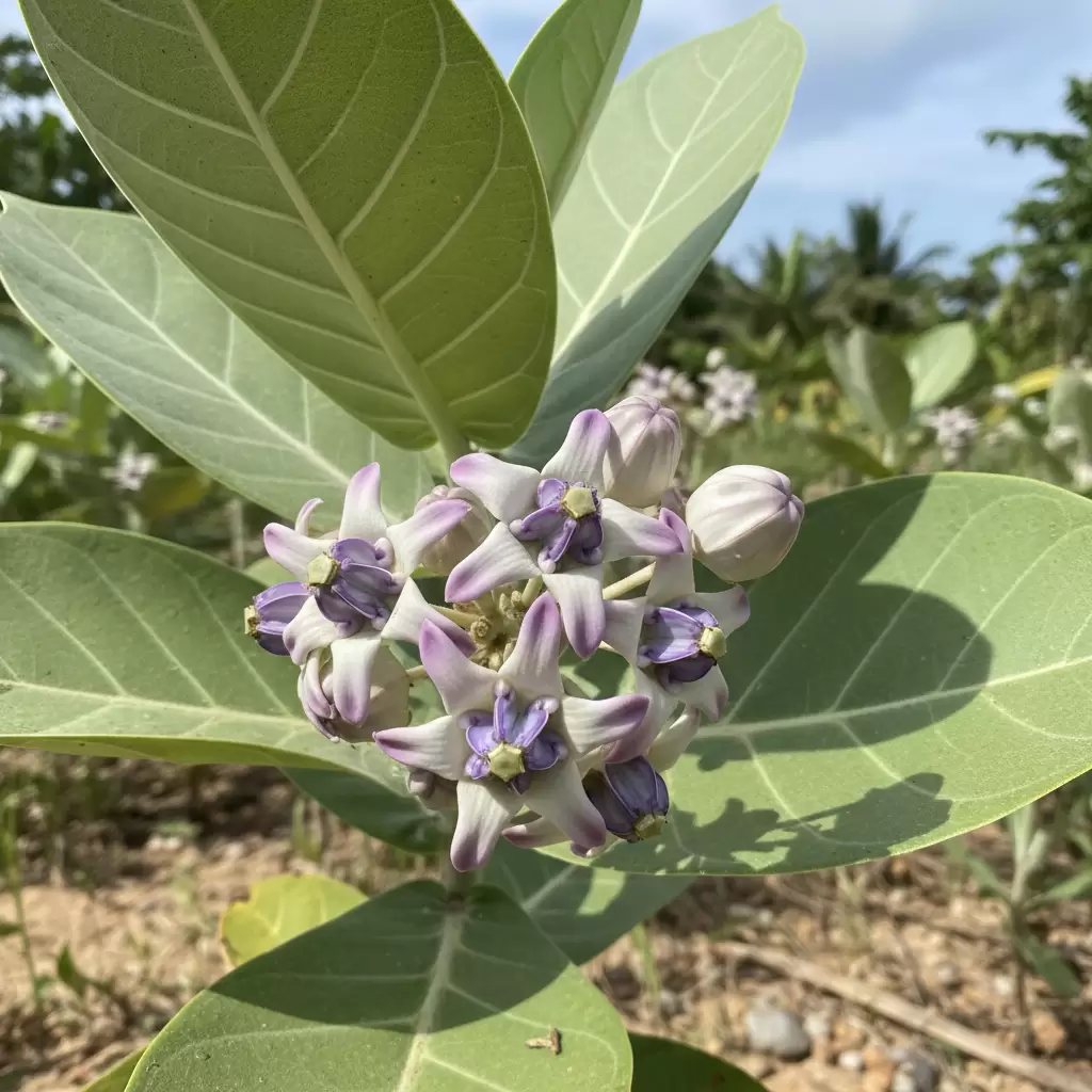 Cây lá hen là vị thuốc quý trong y học cổ truyền giúp hỗ trợ các bệnh lý đường hô hấp